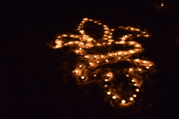 das bild zeigt eine Feuerlilie